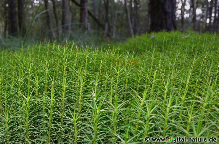 Polytrichum commune ist mit bis zu 40cm Höhe unser größtes heimisches Moos