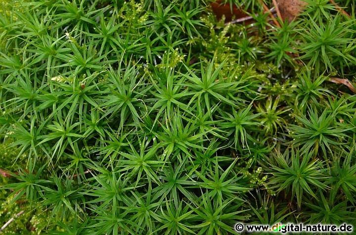 Polytrichum formosum wächst in Nadel- und Mischwäldern