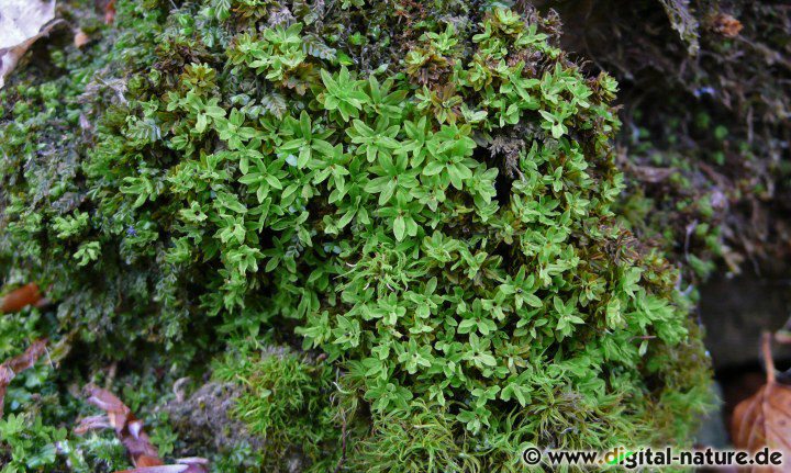 Encalypta streptocarpa wächst auf kalkhaltigen Felsen oder an Böschungen