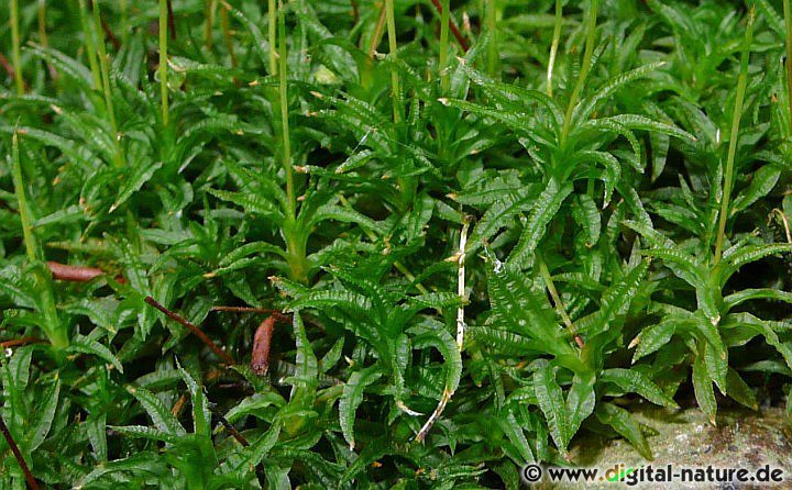 Atrichum undulatum ist auch unter dem Namen Kahlmützenmoos bekannt