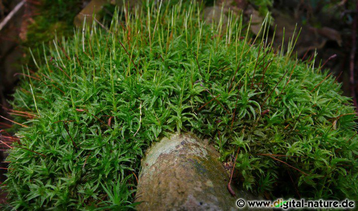 Atrichum undulatum wächst meist in feuchten Laubwäldern