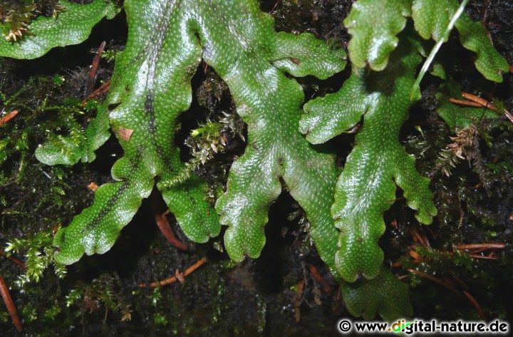 An der Unterseite des Thallus befindet sich ein Rhizoidenfilz