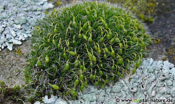 Grimmia pulvinata wächst auf Felsen, Mauern oder auf Dächern
