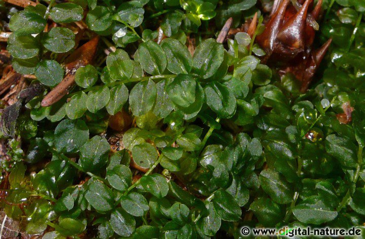 Plagiomnium affine ist ein häufiges Moos auf feuchten Waldböden
