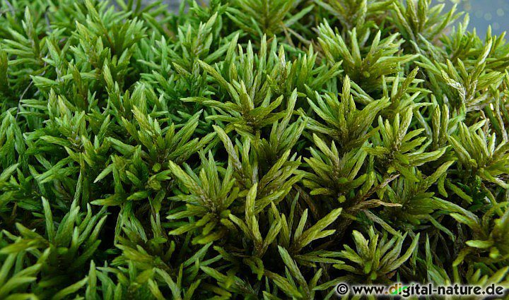 Climacium dendroides wächst auf Feuchtwiesen, in Sümpfen oder in feuchten Wäldern