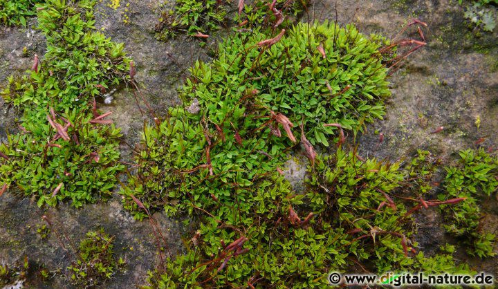 Tortula muralis wächst auf sonnigen Mauern, auf Kalkgestein oder Beton