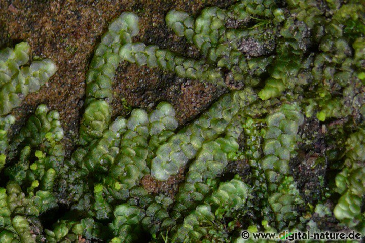Radula complanata wächst bevorzugt auf der Borke von Laubbäumen