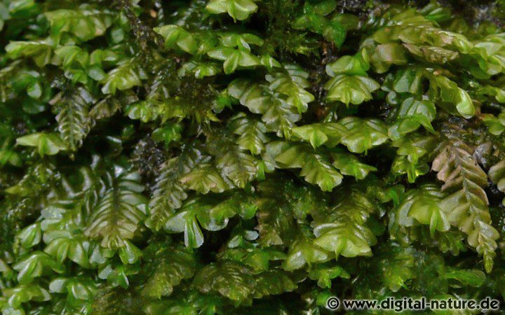 Das Kleine Schiefmundmoos ähnelt Plagiochila asplenioides