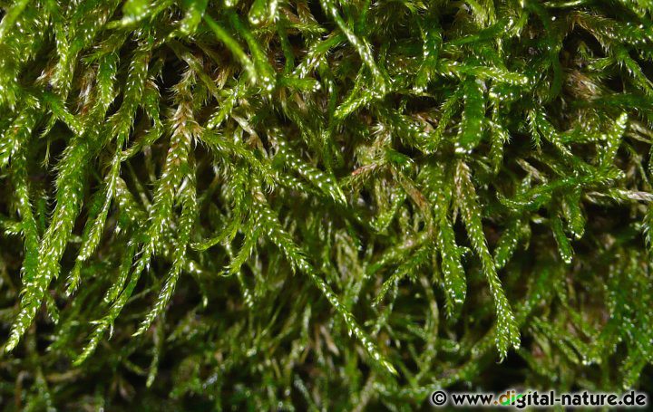 Hypnum cupressiforme var. filiforme bildet kleinere und nach unten hängende Äste aus
