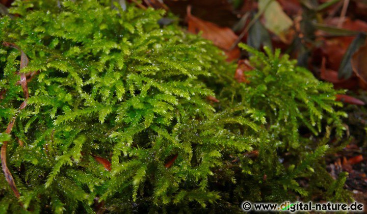 Eurhynchium striatum wächst auf nährstoffreichen Waldböden