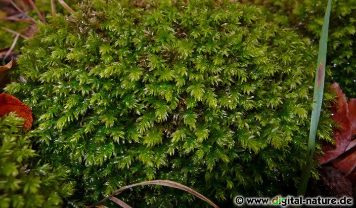 Mnium hornum wächst in kalkfreien oder kalkarmen Wäldern