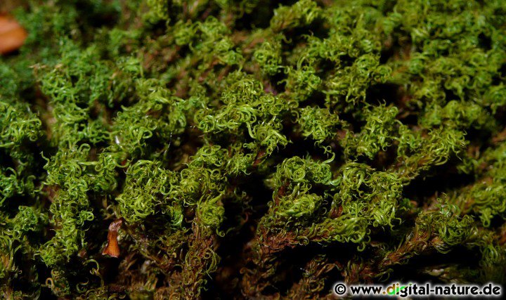 Pleurochaete cf. squarrosa wächst auf Trockenrasen, an Böschungen oder in Kiesgruben