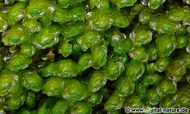 Scapania undulata wächst an dauerfeuchten und kalkfreien Standorten