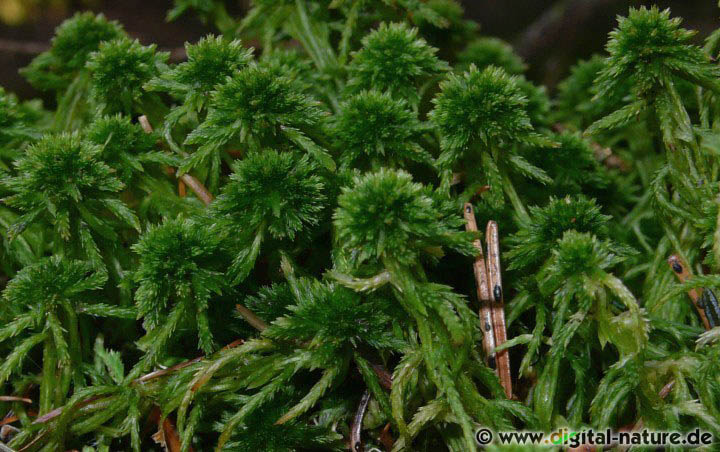 Die überwiegende Anzahl der Sphagnum-Arten wächst im Moor-Biotop