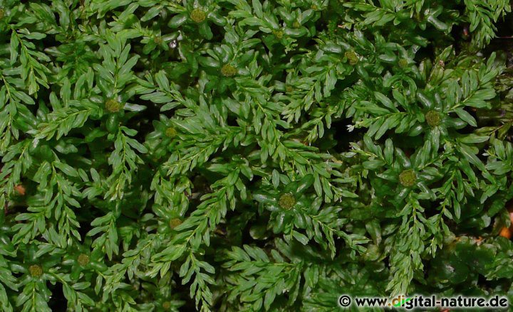 Das Wellige Sternmoos bildet männliche und weibliche Pflanzen aus