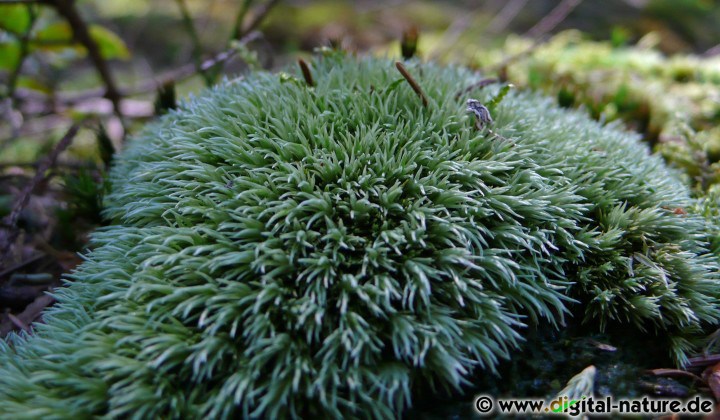 Leucobryum glaucum findet man in Nadelwäldern oder im Moor-Biotop
