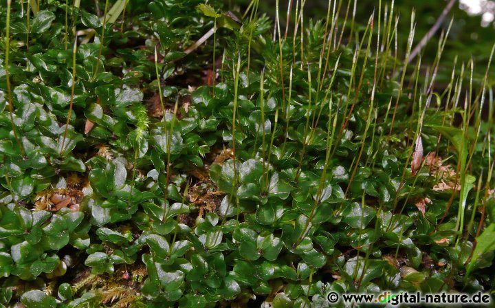 Rhizomnium punctatum findet man in Sümpfen, am Bachufer oder in Quellmooren