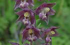 Braunrote Stendelwurz