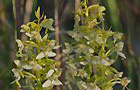 Grünliche Waldhyazinthe