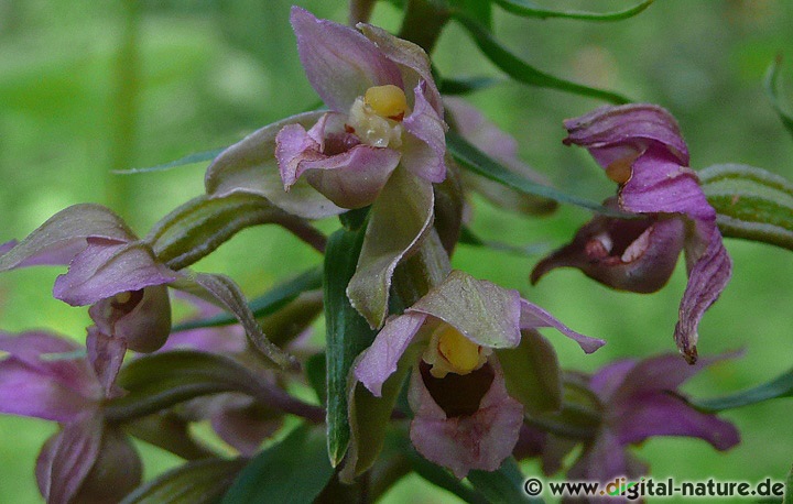 Im Vergleich zu ähnlichen Arten sind die Grundblätter bei Epipactis helleborine recht groß