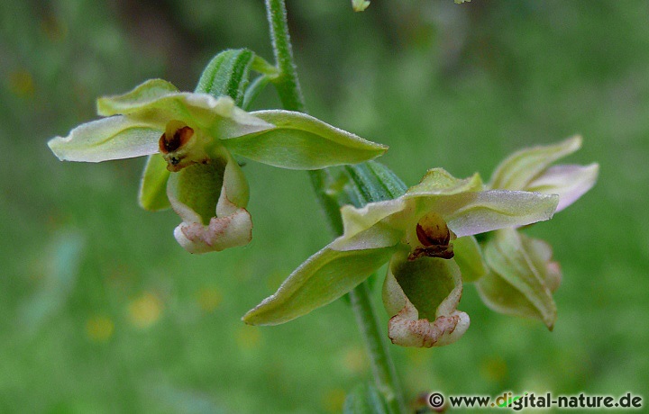 Die Breitblättrige Sumpfwurz ist eine recht variable Orchidee
