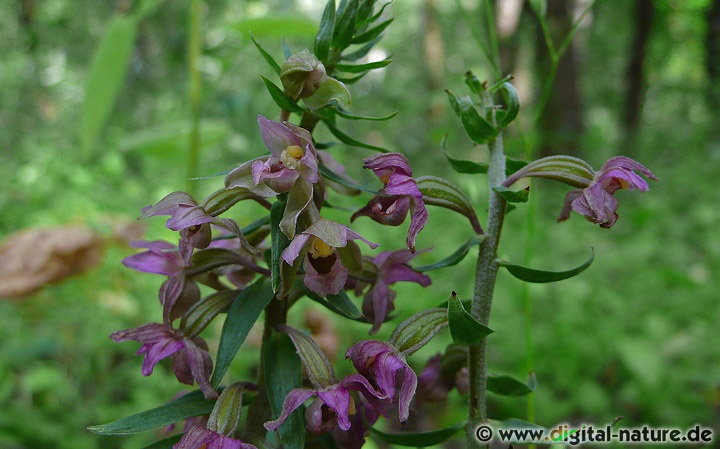 Epipactis helleborine wächst in halbschattigen, möglichst feuchten Wäldern