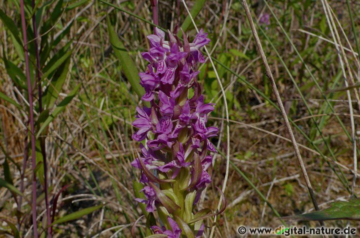 Dactylorhiza incarnata gedeiht auf Feuchtwiesen und in Niedermooren