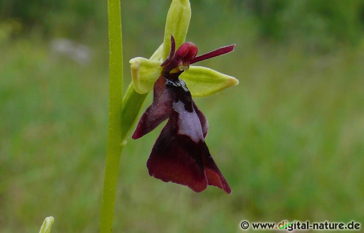 Ophrys insectifera blüht von Anfang Mai bis Ende Juni auf Magerrasen