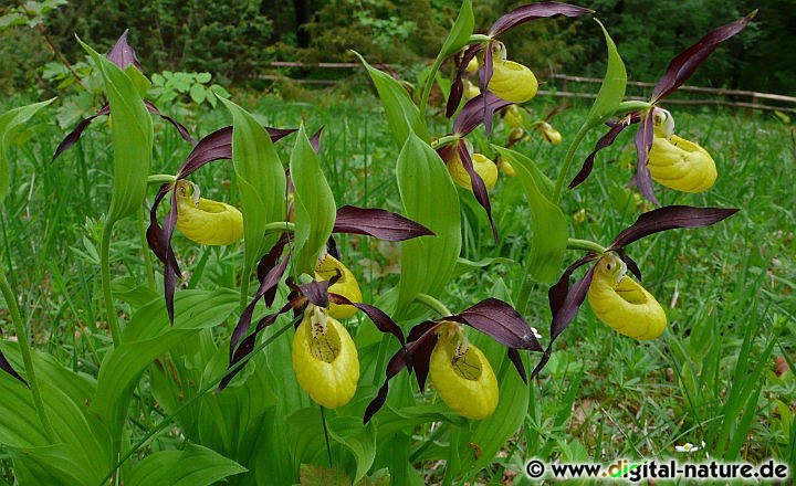 Cypripedium calceolus wächst von Mitte Mai bis Anfang Juni auf kalkhaltigen Böden