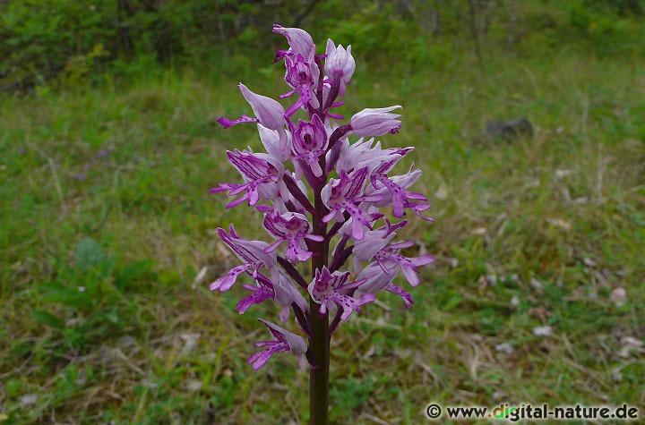 Orchis militaris blüht von Mitte Mai bis Anfang Juni auf Trockenrasen