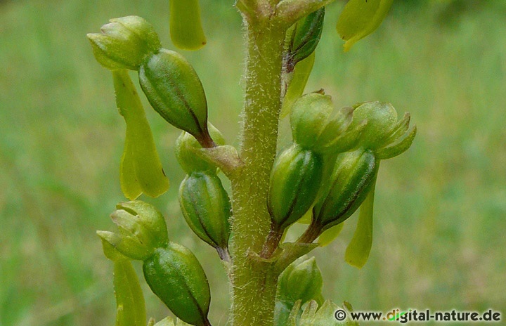 Listera ovata blüht von Anfang Mai bis Ende Juni in lichten Wäldern
