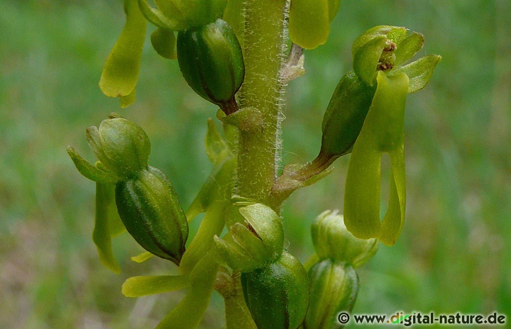 Das Große Zweiblatt wird durch Wespen und andere Insekten bestäubt
