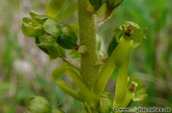 Das Große Zweiblatt ist in den höheren Lagen die häufigste Orchidee