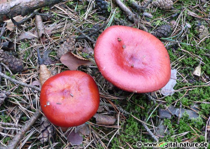Die Fruchtkörper vom Apfeltäubling findet man in Moor- oder Nadelwäldern