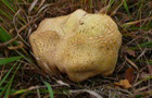 Dickschaliger Kartoffelbovist