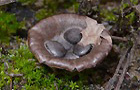 Topfteuerling