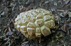 Unbestimmte Pilze
