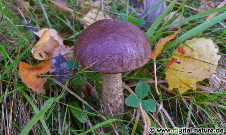 Der Baum gibt Zucker oder Kohlenhydrat-Verbindungen an den Pilz