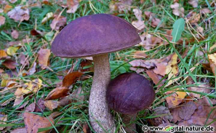 Leccinum scabrum wächst in lichten Wäldern auf eher trockenen Böden