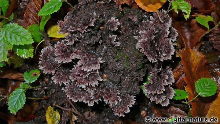 Der Fächerförmiger Warzenpilz ist die häufigste Art der Gattung Thelephora