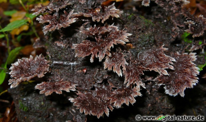 Thelephora terrestris Symbiosepartner Kiefer und Fichte