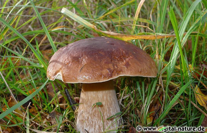 Boletus edulis lebt in symbiontischer Lebensgemeinschaft