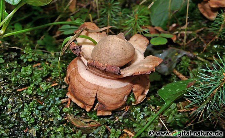 Geastrum triplex ist als Speisepilz nicht geeignet