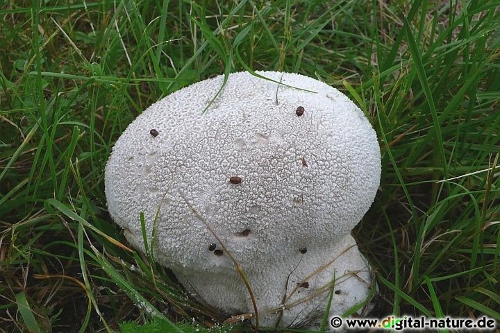 Hasenstäubling Fruchtkörper, Lebensräume und Merkmale