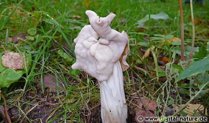 Über den Speisewert der Herbstlorchel gibt es verschiedene Meinungen