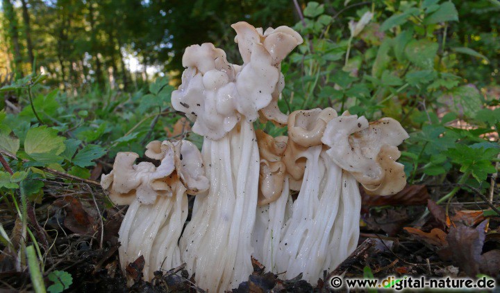 Helvella crispa wächst auf nährstoffreichen Böden