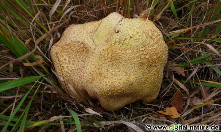 Der Pilz wird gelegentlich vom Schmarotzer-Röhrling (Pseudoboletus parasiticus) parasitiert