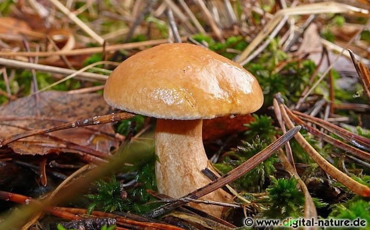 Suillus bovinus Symbiosepartner und Speisewert