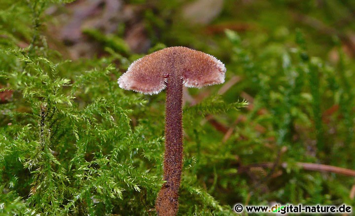 Auriscalpium vulgare findet man bei frostfreiem Wetter ganzjährig