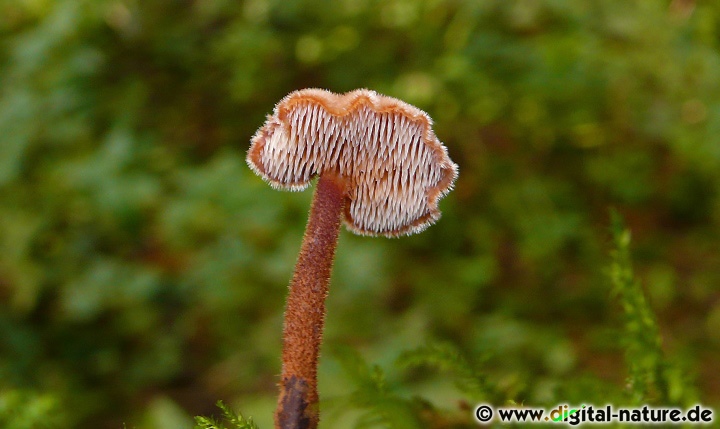 Die Fruchtschicht (Hymenophor) wird bei dieser Art durch kleine Stacheln gebildet